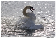 Mute-Swan-washing-1